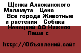 Щенки Аляскинского Маламута › Цена ­ 10 000 - Все города Животные и растения » Собаки   . Ненецкий АО,Нижняя Пеша с.
